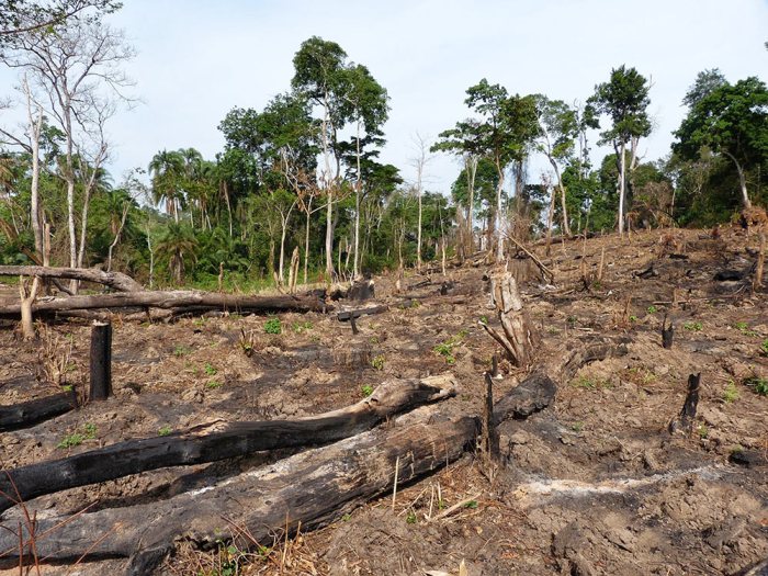 Our forest cleared. Bugoma Forest boundaries. 2014