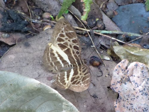 Pathfinder butterfly, Catuna. Kibale Forest Uganda. Charlotte Beauvoisin