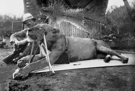 One of the infamous man-eating lions of Tsavo