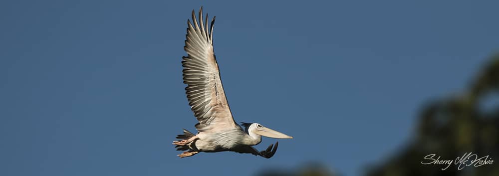 Pelican. Uganda birds. Sherry McElvie Wildlife Photography