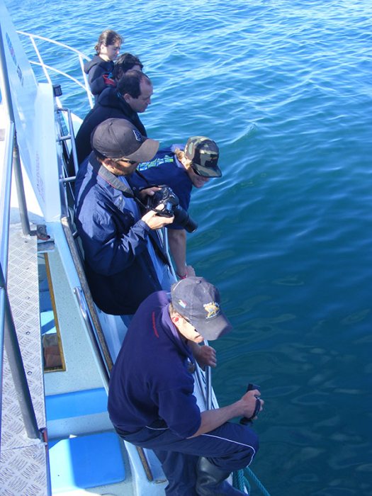 photographing Great White Sharks South Africa