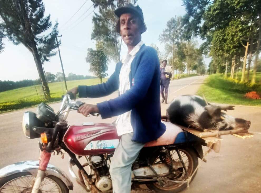 pig on a boda. PHOTO Charlotte Beauvoisin Diary of a Muzungu Uganda