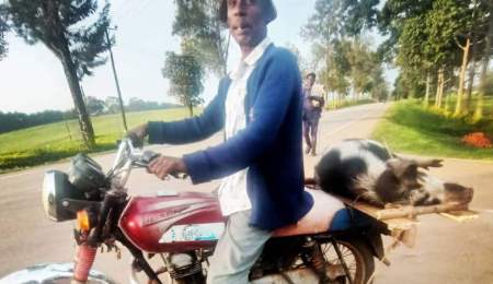 pig on a boda. PHOTO Charlotte Beauvoisin Diary of a Muzungu Uganda