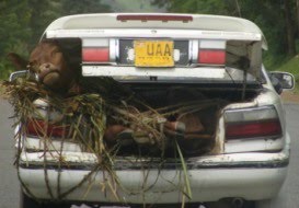 live cow in car boot. Kichwamba Uganda