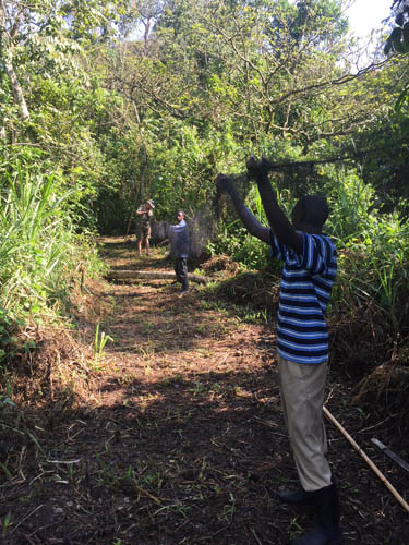 mist nets Sunbird Hill Kibale