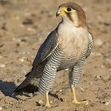 Red Necked Falcon was a highlight of Big Birding Day Uganda