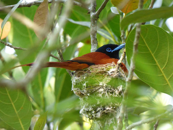 Red-bellied paradise flycatcher on nest, Sunbird Hill