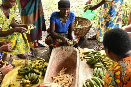 Red Rocks food culture. peeling matooke. Musanze Rwanda