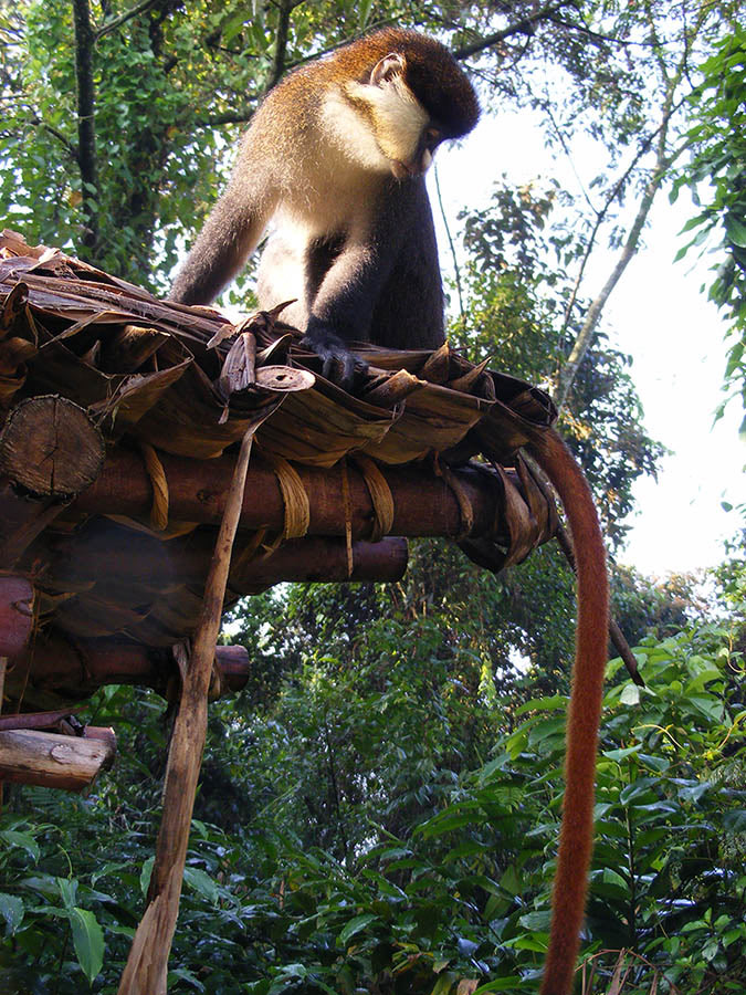 Red-tailed monkey enkima Bwindi Forest