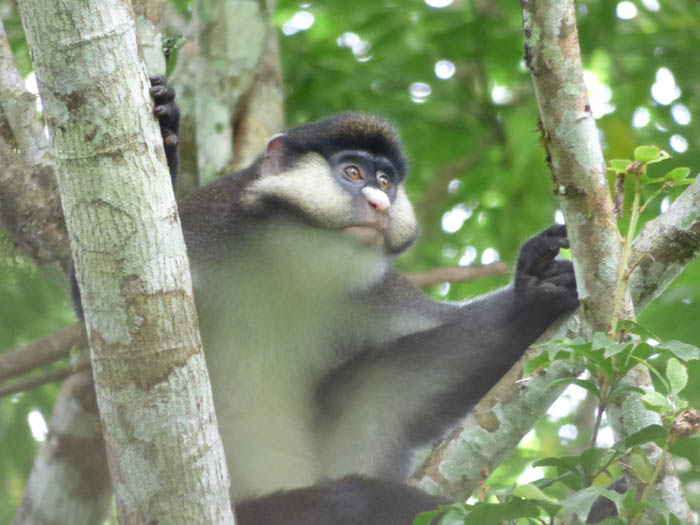 Red-tailed Monkey. Kibale Forest Uganda. Charlotte Beauvoisin