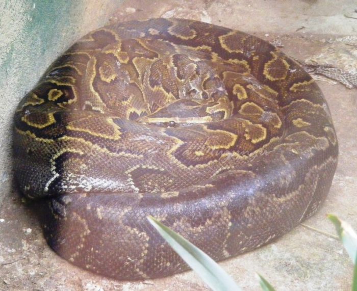 African Rock Python Reptiles Village, Entebbe