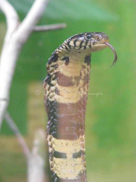 Forest Cobra Reptiles Village Entebbe