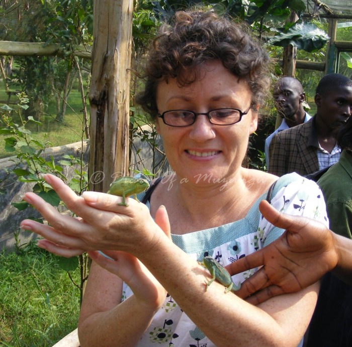 Jackson’s Chameleons at Reptiles Village