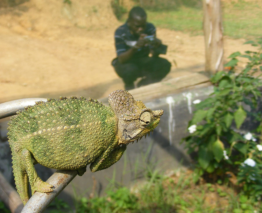 Reptile Village Entebbe chameleon close-up