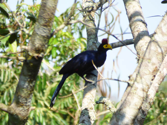 Ross's Turaco. Kibale Forest Uganda. Charlotte Beauvoisin