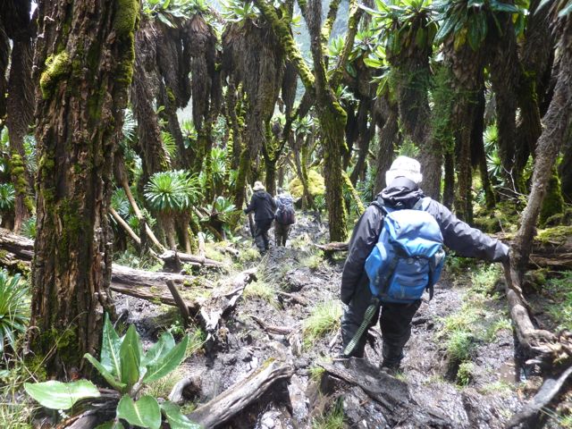 rwenzori trekking ruwenzori