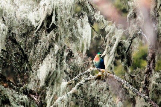 Rwenzori Turaco, Rwenzori Mountains, Uganda. Mark Dudley Photography