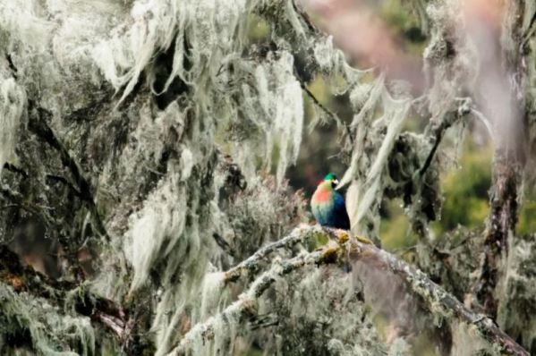 Rwenzori Turaco Uganda. PHOTO Mark Dudley Photography