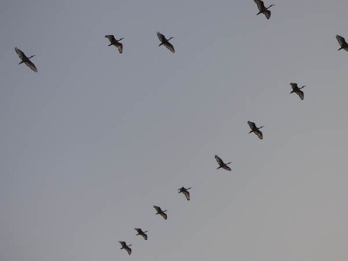 flock of Sacred Ibis River Nile