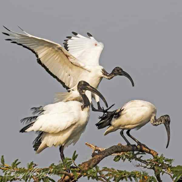 Sacred Ibis. Uganda birds. Sherry McElvie Wildlife Photography