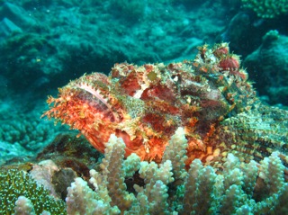 Scorpion Fish. Snorkel Watamu. Photo Turtle Bay Dive Centre