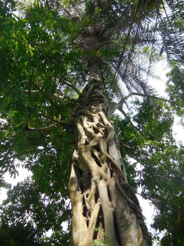 Semliki National Park tree