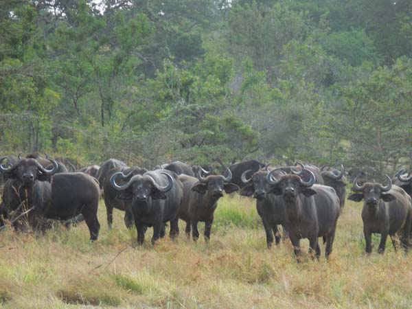 Buffalo herd. Selous Serena Camp safari. Diary of a Muzungu