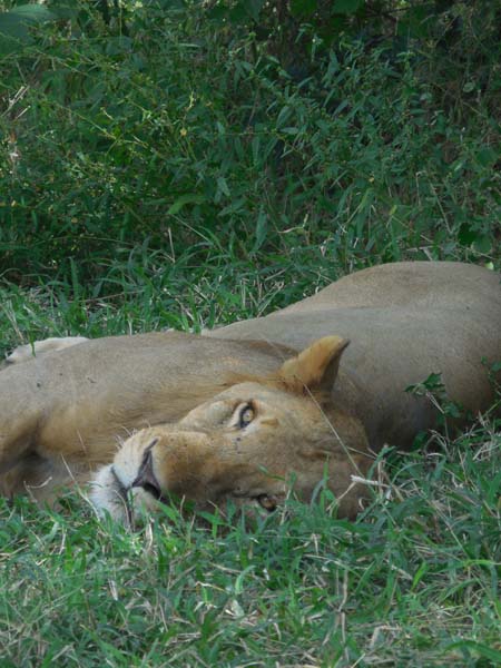 Lion in afternoon sun. Selous Game Reserve. Serena safari