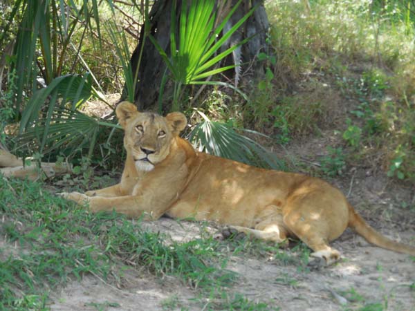 lion lazing. Serena. Selous Game Reserve, Tanzania