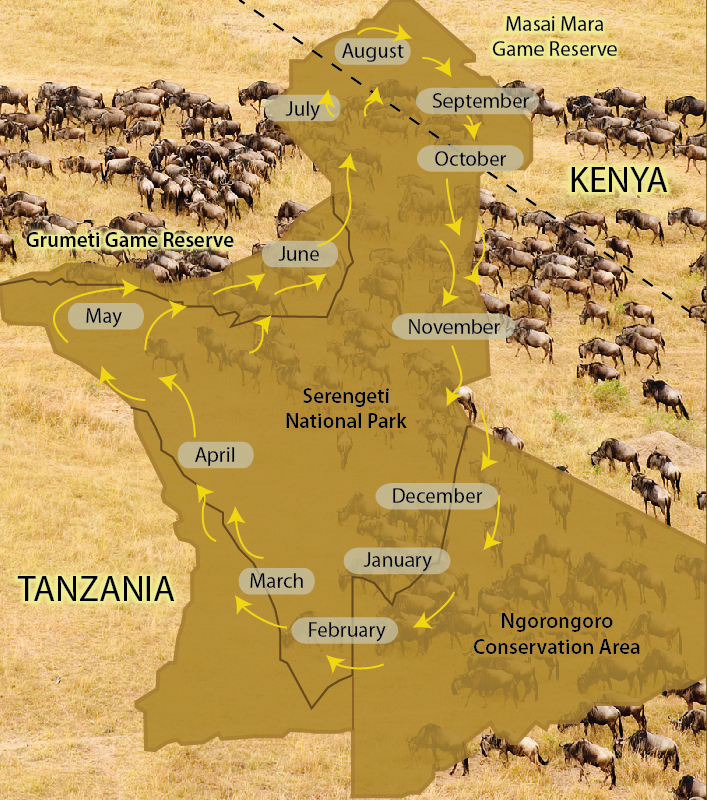 Serengeti wildebeest migration map