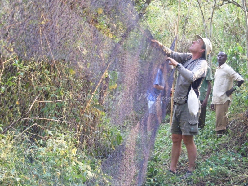 Malcolm Wilson setting up the mist nets at the edge of Kibale Forest