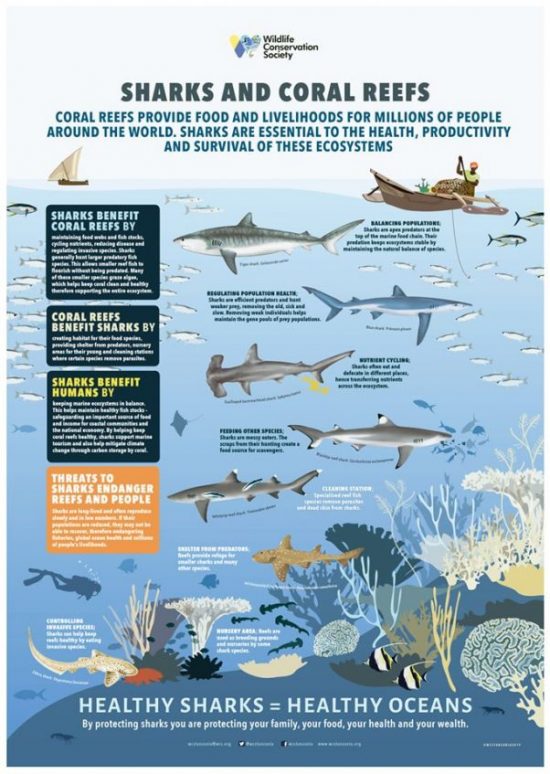 Healthy sharks equal healthy oceans. Wildlife Conservation Society