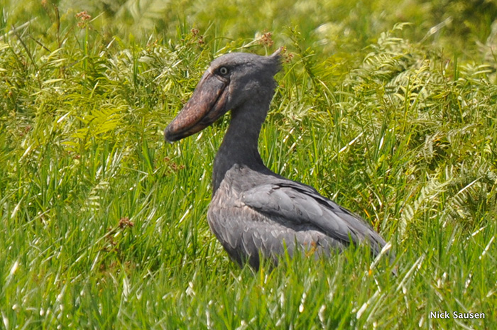 Shoebill, Mabamba Swamp. PHOTO Nick Sausen