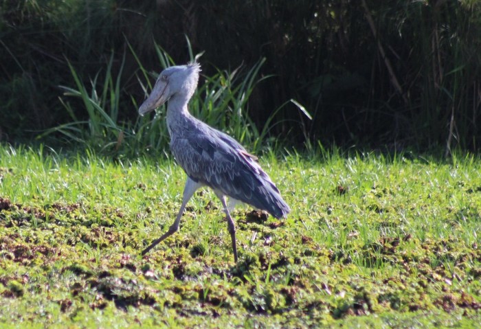 Shoebill, River Nile Delta, Murchison Falls. Wild Frontiers. Photo Allan Ssenyonga