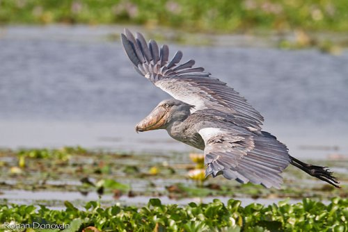 Shoebill, Murchison Falls National Park Uganda. Photo Ronan Donovan