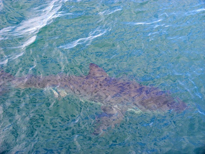 silhouette. Great White Shark diving South Africa