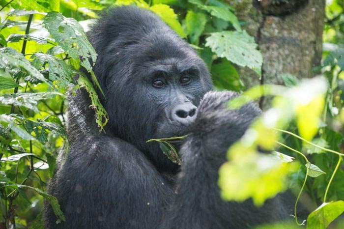 Silverback gorilla looking into camera. PHOTO Manya Africa Tours Uganda safaris