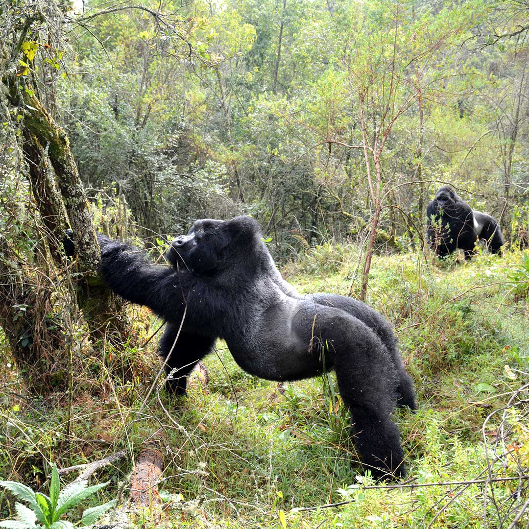 silverbacks gorilla stretch. Kwezi Outdoors Uganda