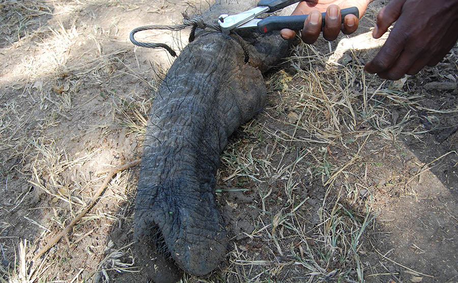 removing wire snare from elephant Uganda