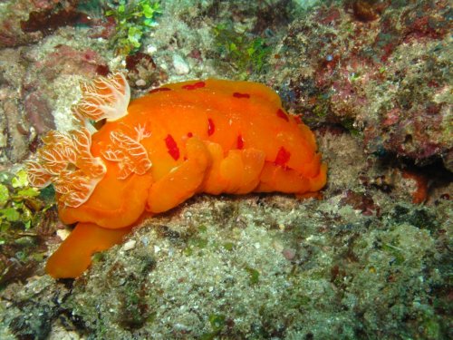 Spanish Dancer nudibranch. Snorkel Watamu. Photo Turtle Bay Dive Centre