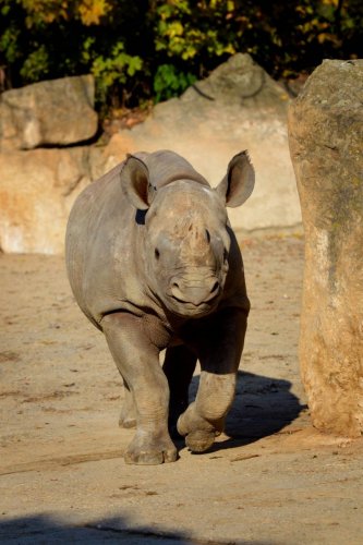 Black Rhino transfer to Akagera Rwanda