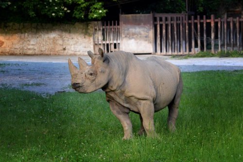 Black Rhino transfer to Akagera Rwanda