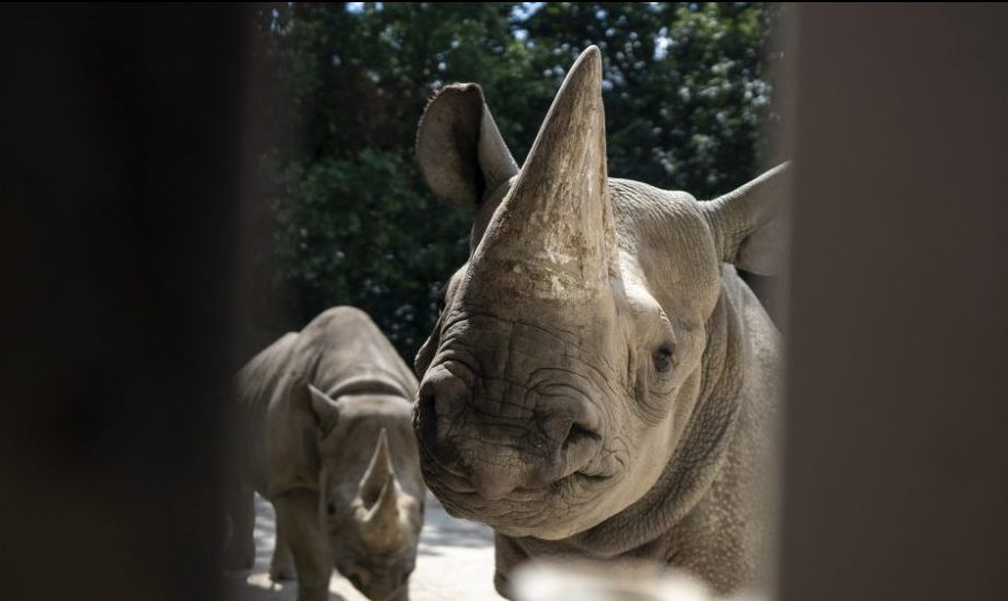 Black Rhino transfer to Akagera Rwanda