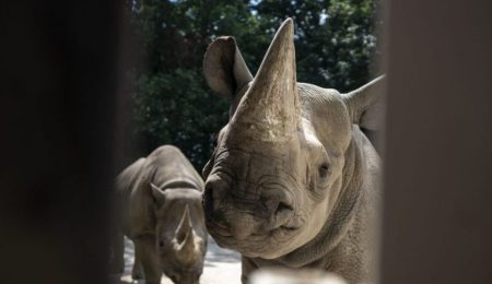 Black Rhino transfer to Akagera Rwanda