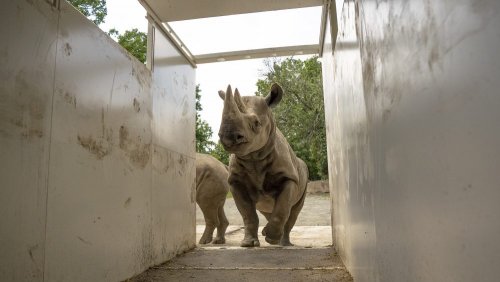 Black Rhino transfer to Akagera Rwanda