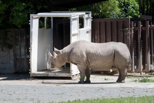 Black Rhino transfer to Akagera Rwanda