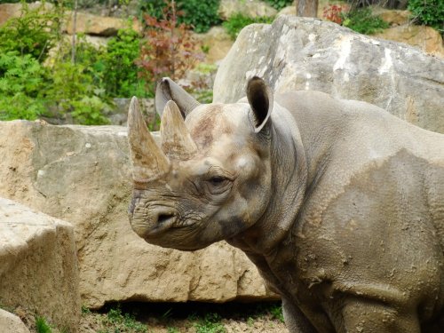 Black Rhino transfer to Akagera Rwanda