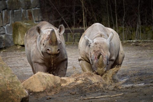 Black Rhino transfer to Akagera Rwanda