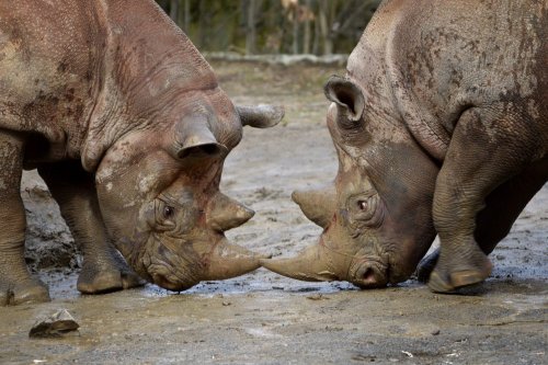 Black Rhino transfer to Akagera Rwanda