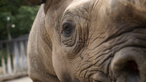 Black Rhino transfer to Akagera Rwanda